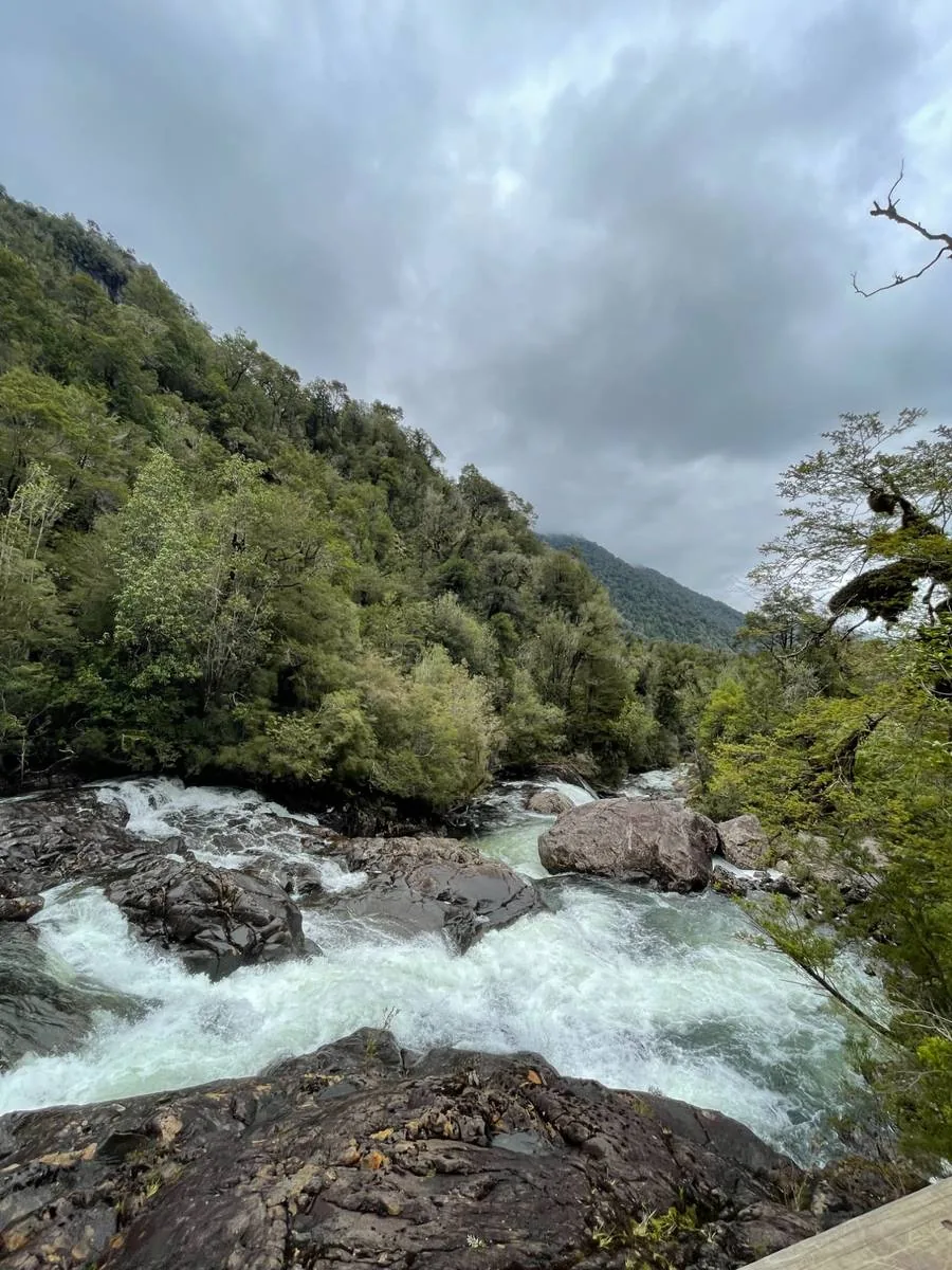 Zorro del Parque Alerce Andino