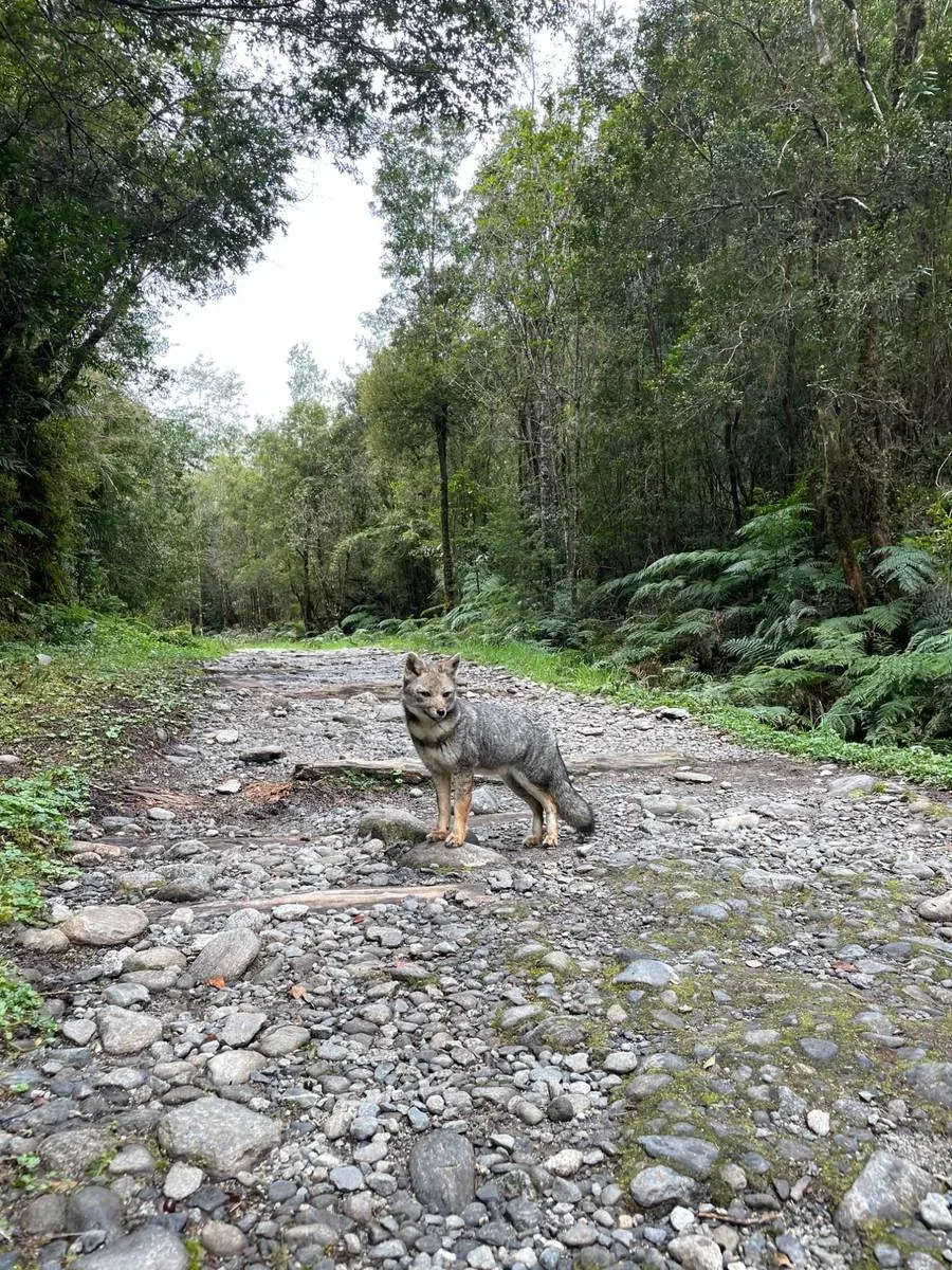 Senderos del Alerce Andino
